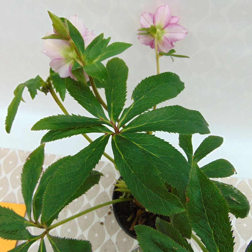 Helleborus torquatus Party Dress Hybriden - nieskruid (Blad)