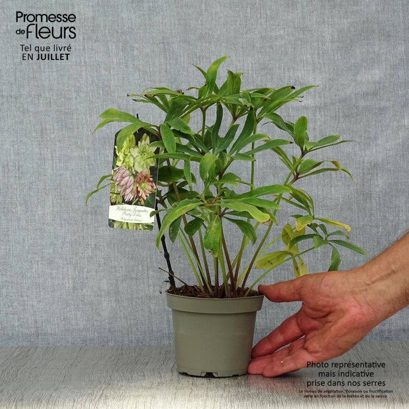 Exemplaar van Helleborus torquatus Party Dress Hybriden - nieskruid Pot van 12 cm / 13 cm zoals geleverd in de zomer