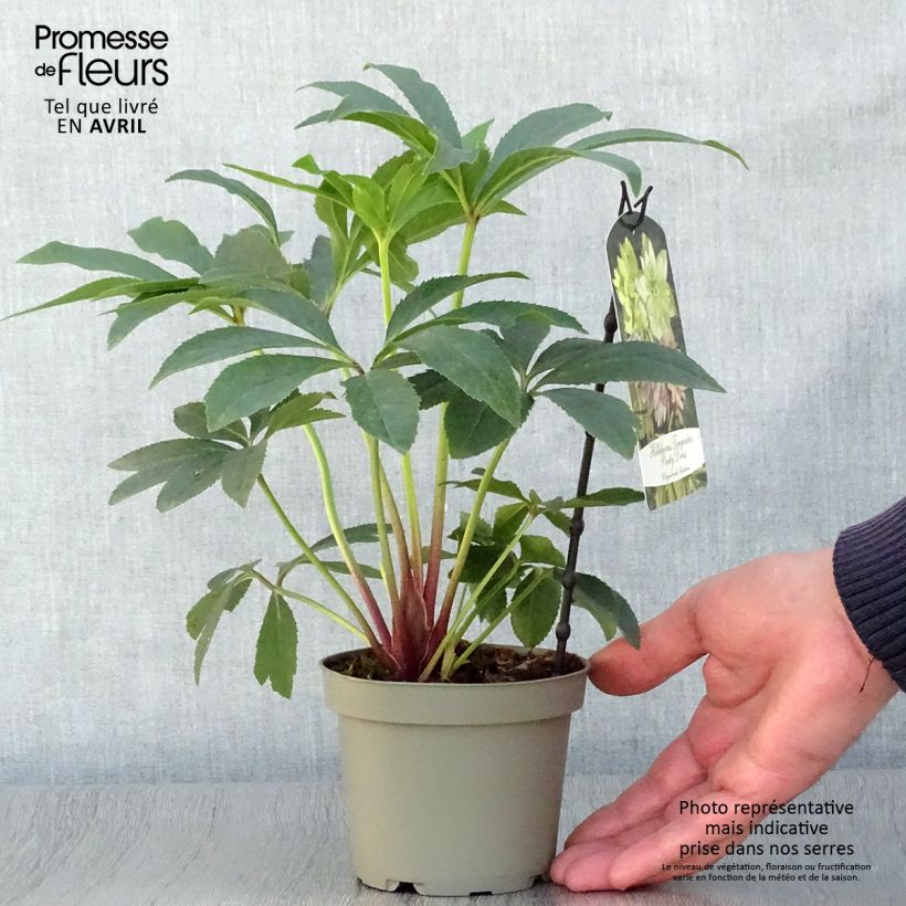 Exemplaar van Helleborus torquatus Party Dress Hybriden - nieskruid Pot van 12 cm / 13 cm zoals geleverd in de lente