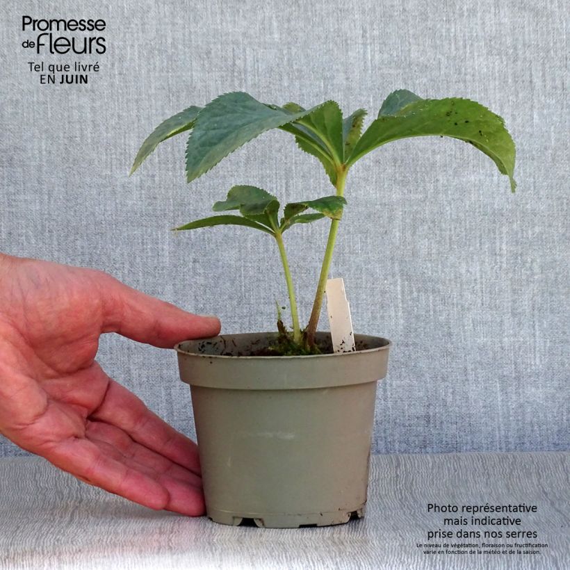 Exemplaar van Helleborus torquatus - nieskruid Pot van 12 cm / 13 cm zoals geleverd in de zomer