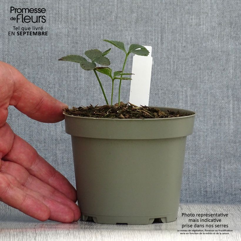 Exemplaar van Helleborus torquatus - nieskruid Pot van 1 l/1,5 l zoals geleverd in de herfst