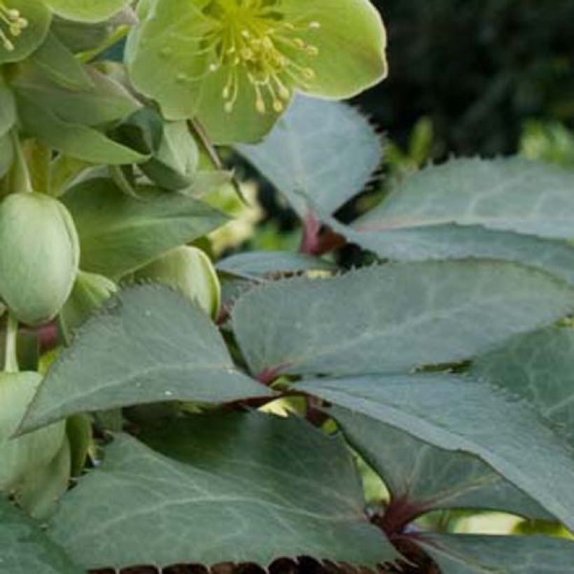 Helleborus sternii - Kerstroos (Blad)