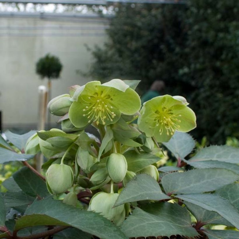 Helleborus sternii - Kerstroos (Groeiplaats)