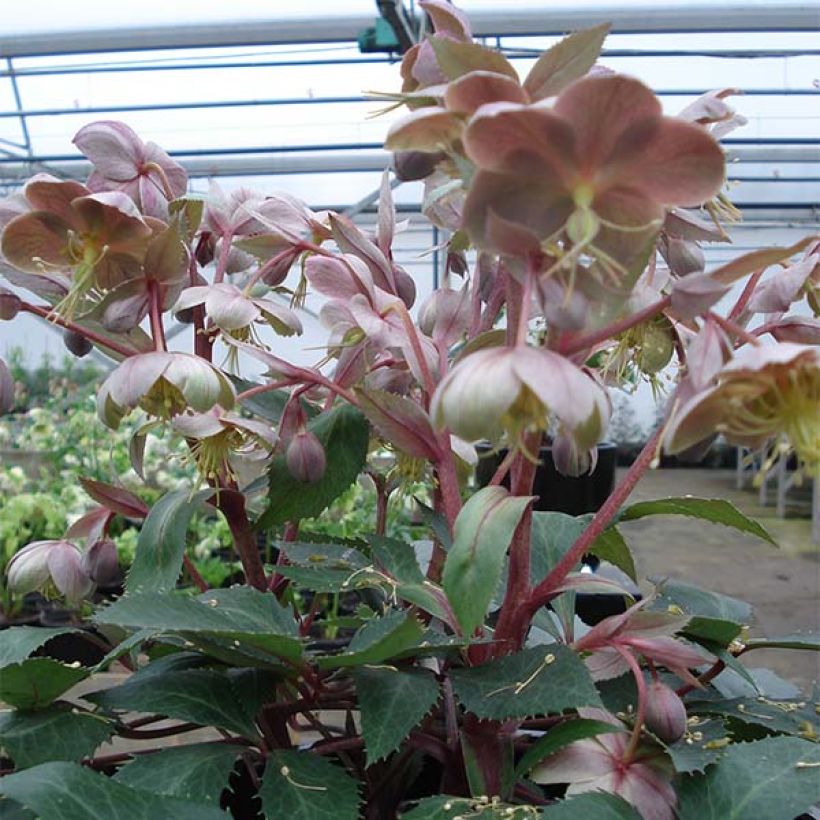 Helleborus sternii Boughton Beauty - Kerstroos (Groeiplaats)