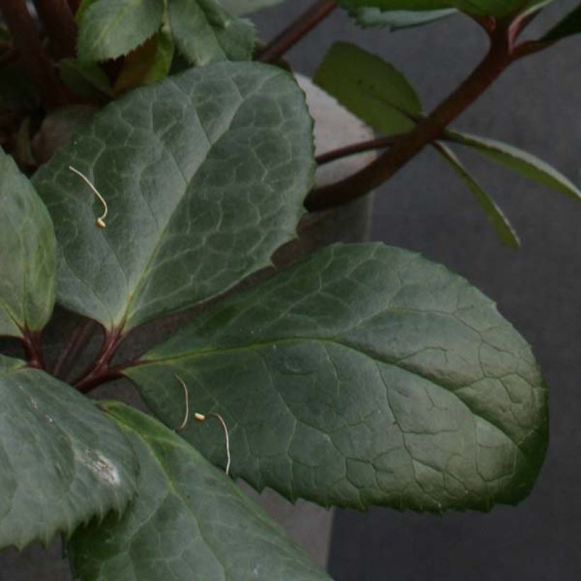 Helleborus nigercors Royal Sofia - Kerstroos (Blad)