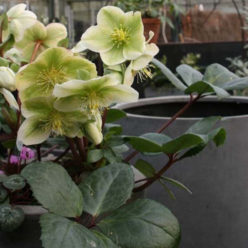 Helleborus nigercors Royal Sofia - Kerstroos (Groeiplaats)