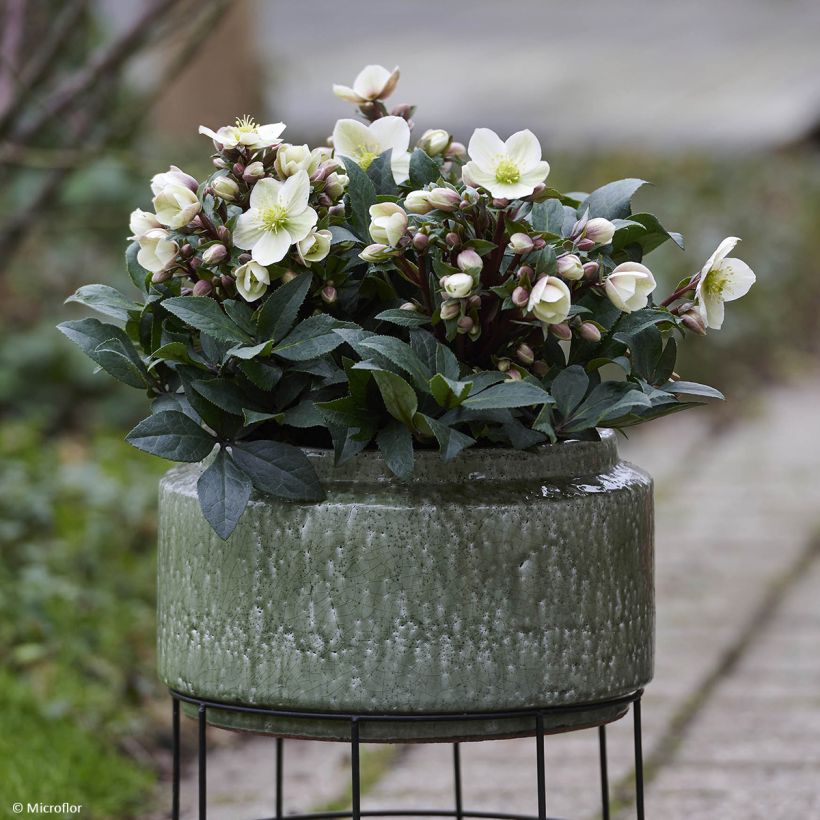 Helleborus ViV Olivia - Lenteroos (Groeiplaats)