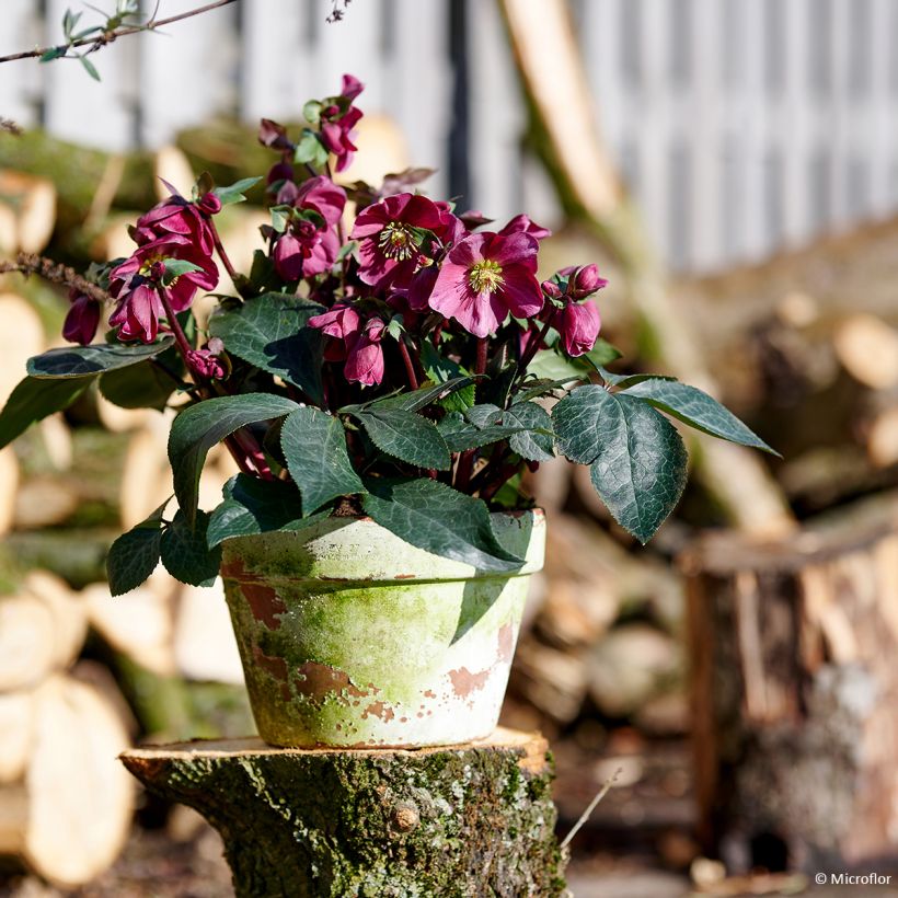 Helleborus ViV Scarletta - Lenteroos (Groeiplaats)