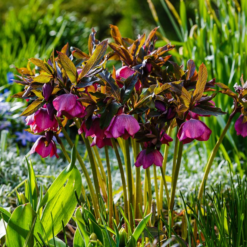 Helleborus orientalis subsp. abchasicus - Oosters nieskruid (Groeiplaats)