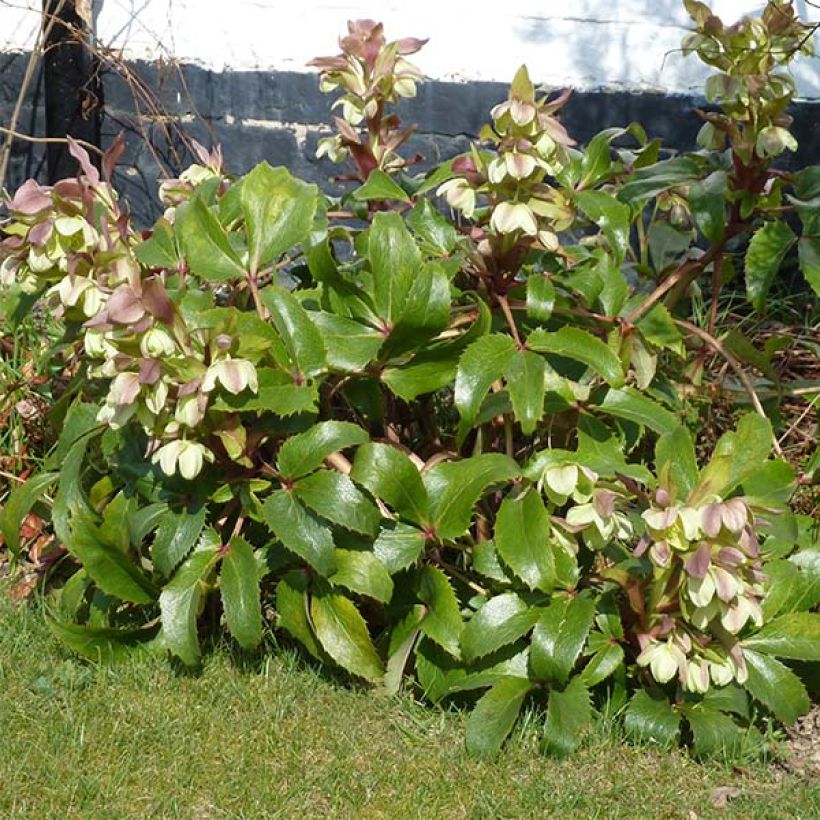 Helleborus argutifolius - Corsicaans nieskruid (Groeiplaats)