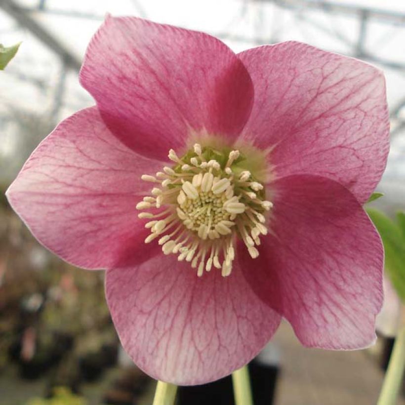 Helleborus Pink Green Centre - Lenteroos roze met groen hart (Bloei)