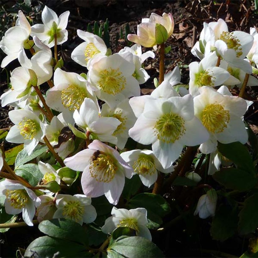 Kerstroos - Helleborus niger (Bloei)