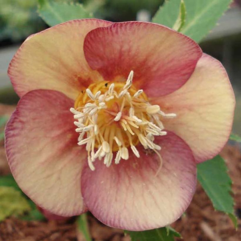 Helleborus Special Pink - Lenteroos roze (Bloei)