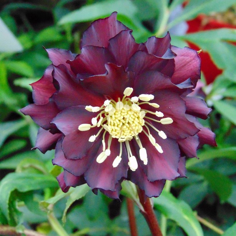Helleborus Luisa - Lenteroos (Bloei)