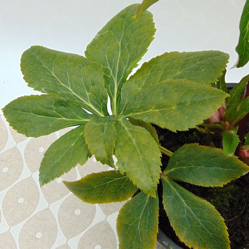 Helleborus orientalis Magic Abricot - Lenteroos apricote gespikkeld (Blad)