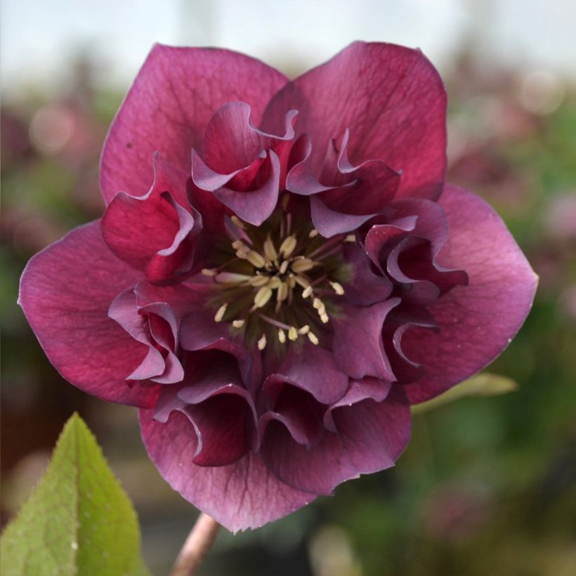 Helleborus ViV Vera - Lenteroos (Bloei)