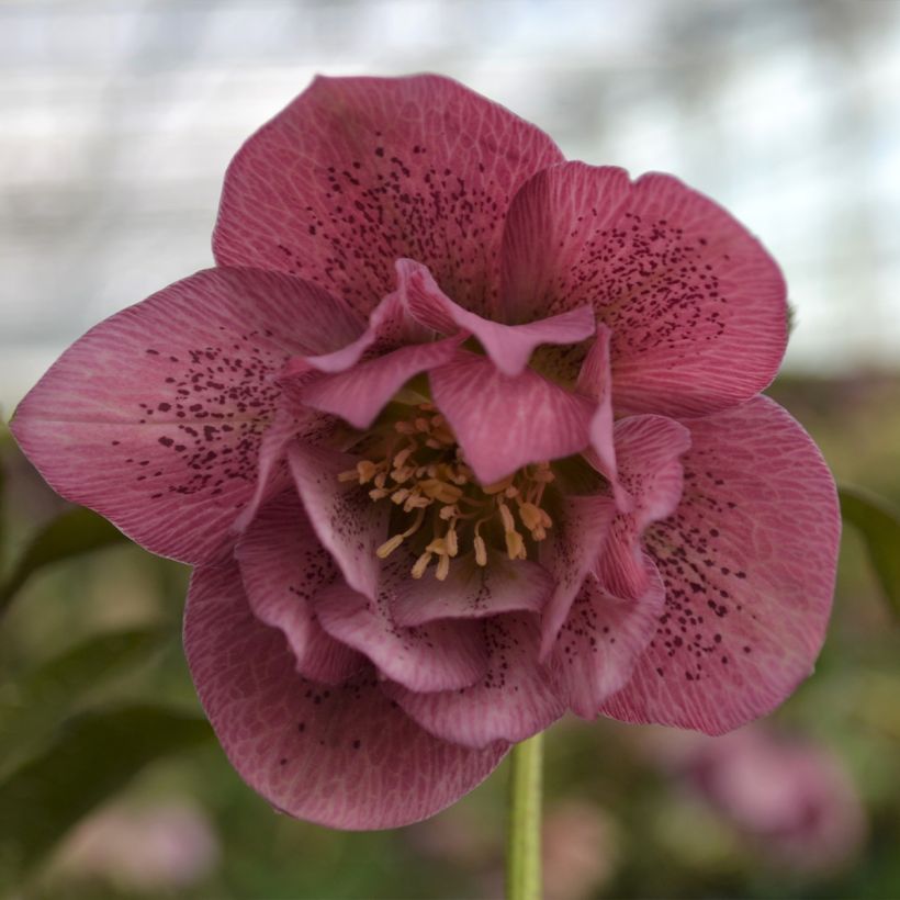 Helleborus ViV Alessia - Lenteroos (Bloei)