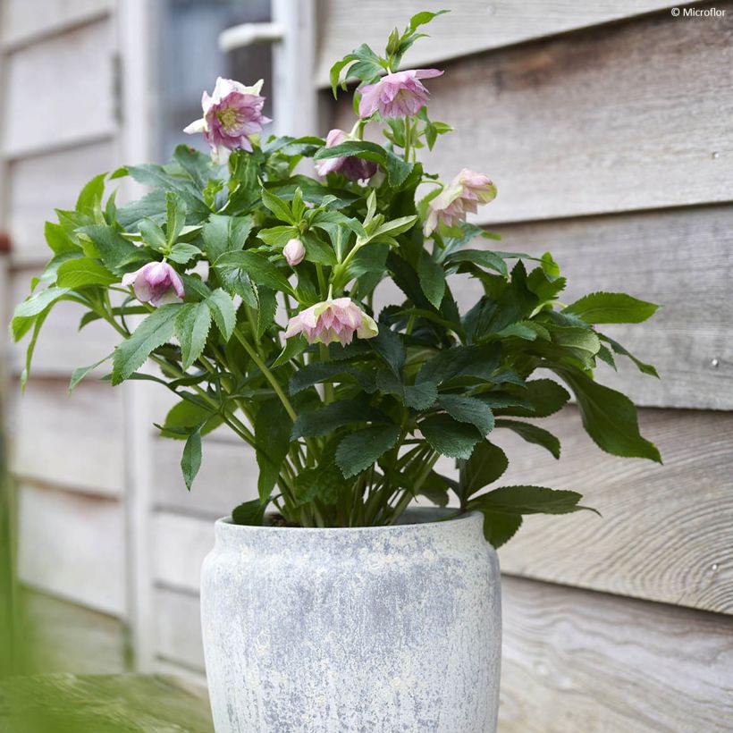 Helleborus ViV Alessia - Lenteroos (Groeiplaats)
