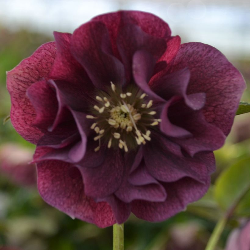 Helleborus ViV Isabella BIO - Lenteroos (Bloei)