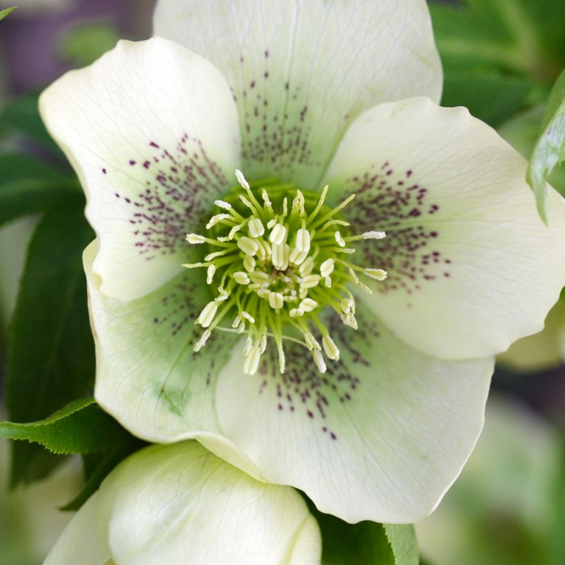 Helleborus Spoted hybrid - Lenteroos (Bloei)