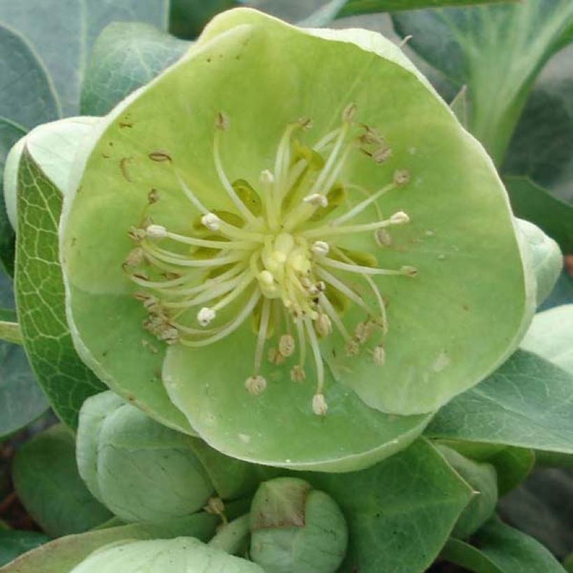 Helleborus sternii Remi - Kerstroos (Bloei)