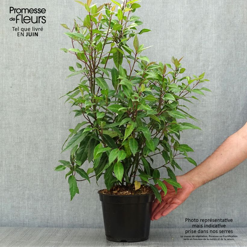 Exemplaar van Helwingia chinensis - Chinees helwingia Pot van 2 l/3 l zoals geleverd in de zomer