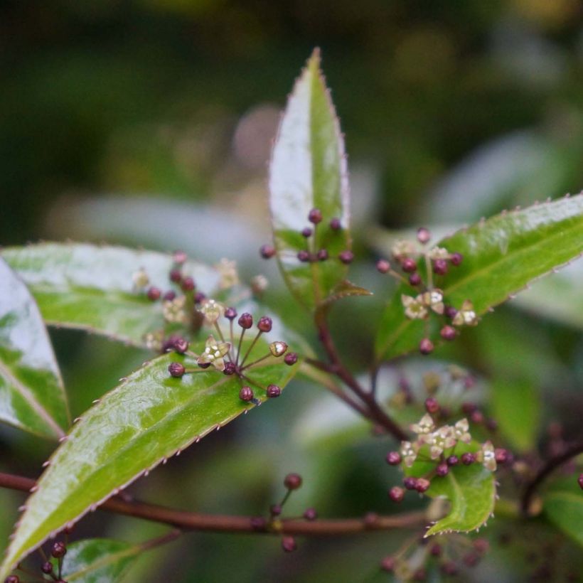 Helwingia himalaica - Helwingie van de Himalaya (Flowering)