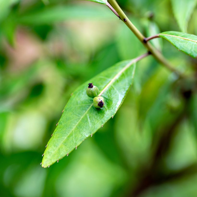 Helwingia himalaica - Helwingie van de Himalaya (Foliage)