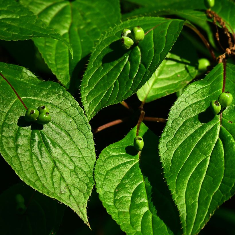 Helwingia japonica vrouwelijk (Oogst)