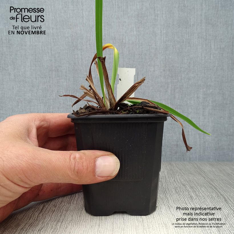 Exemplaar van Hemerocallis Alice in Wonderland - Daglelie Kweekpotje van 8/9 cm zoals geleverd in de herfst