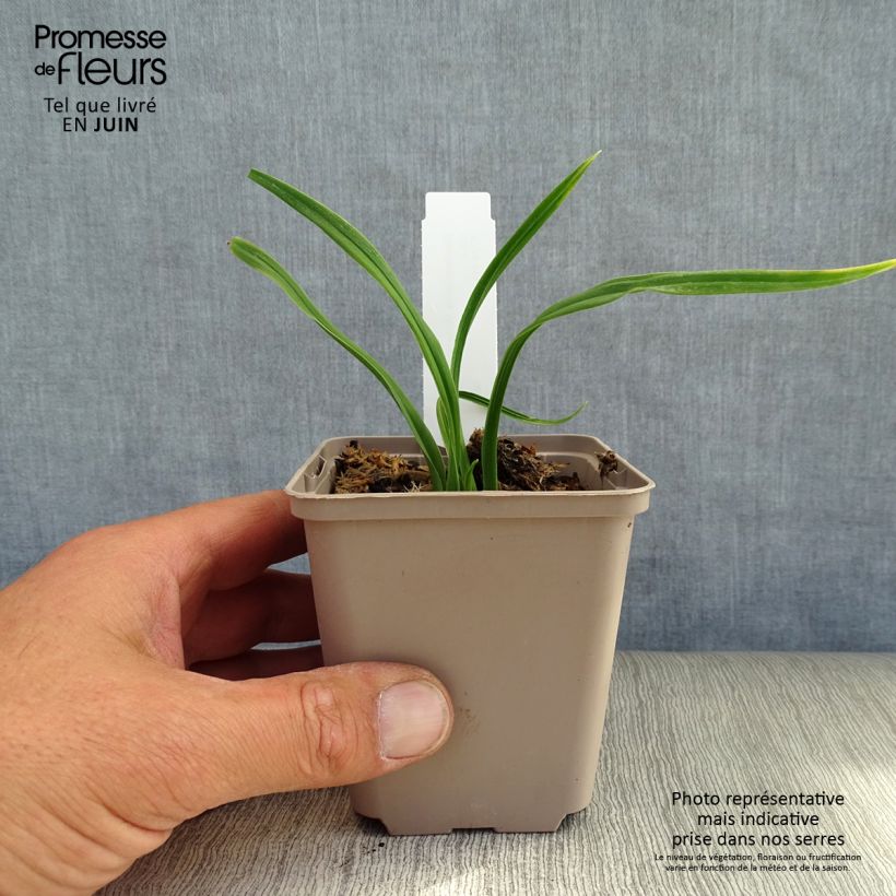 Exemplaar van Hemerocallis American Revolution - Daglelie Kweekpotje van 8/9 cm zoals geleverd in de zomer