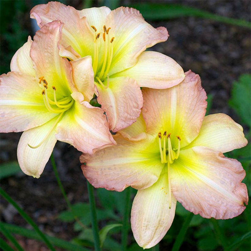 Hemerocallis Amy Stewart - Daglelie (Bloei)
