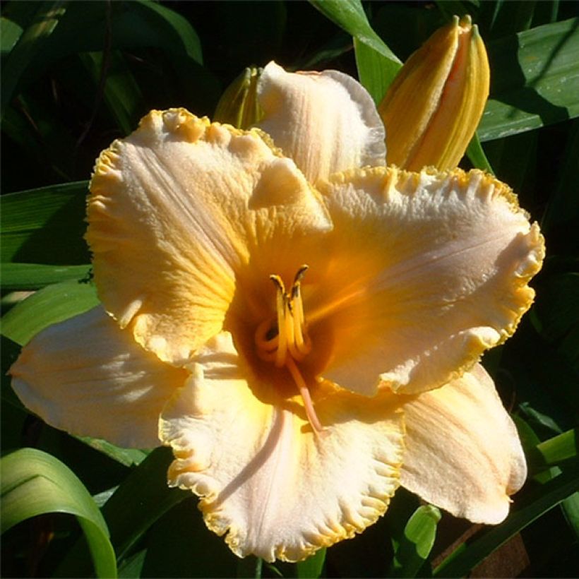 Hemerocallis Angelus Angel - Daglelie (Bloei)