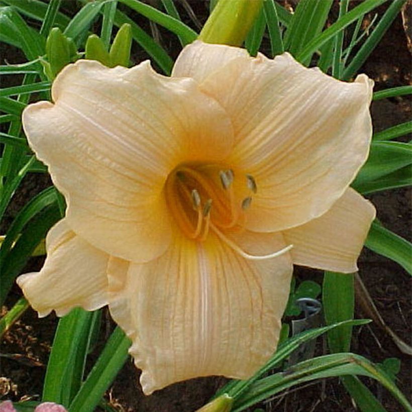 Hemerocallis Annie Welch - Daglelie (Bloei)