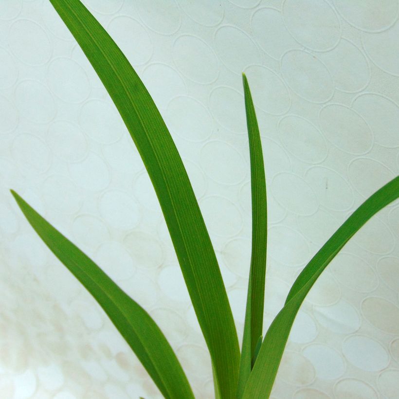 Hemerocallis Apricot Beauty - Daglelie (Blad)