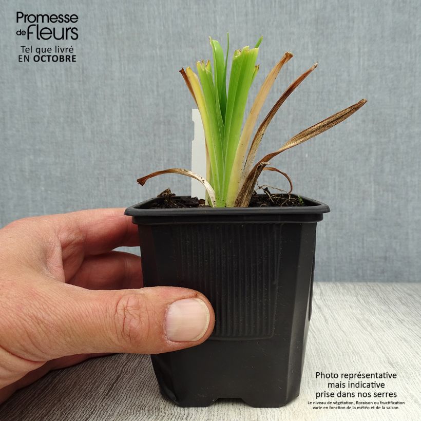 Exemplaar van Hemerocallis Apricot Beauty - Daglelie Kweekpotje van 8/9 cm zoals geleverd in de herfst