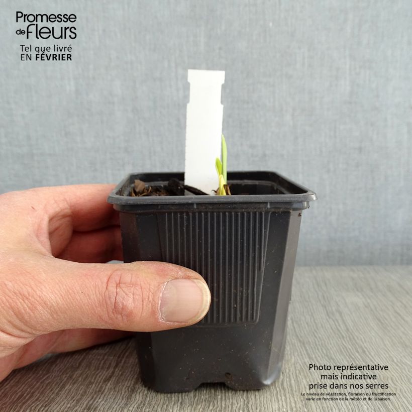 Exemplaar van Hemerocallis Apricot Beauty - Daglelie Kweekpotje van 8/9 cm zoals geleverd in de winter