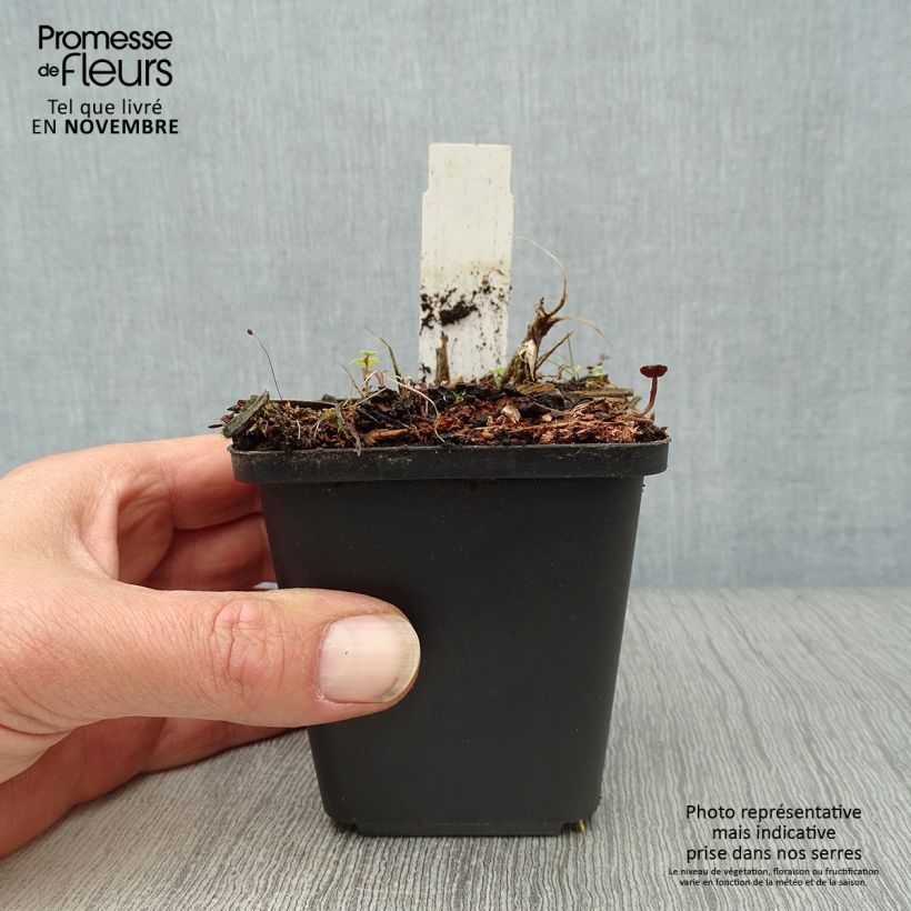 Exemplaar van Hemerocallis Arctic Snow - Daglelie Kweekpotje van 8/9 cm zoals geleverd in de herfst