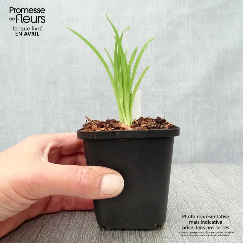 Exemplaar van Hemerocallis Arctic Snow - Daglelie Kweekpotje van 8/9 cm zoals geleverd in de lente