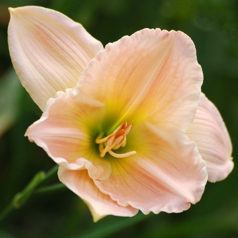 Hemerocallis Ava Michelle - Daglelie (Bloei)