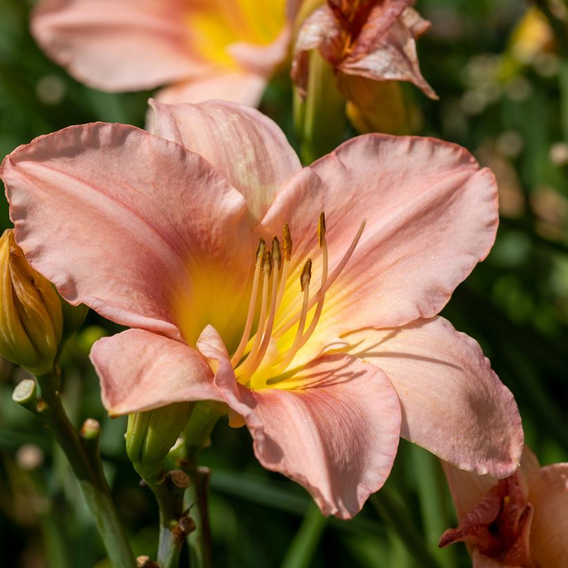 Hemerocallis Barbara Mitchell - Daglelie (Bloei)