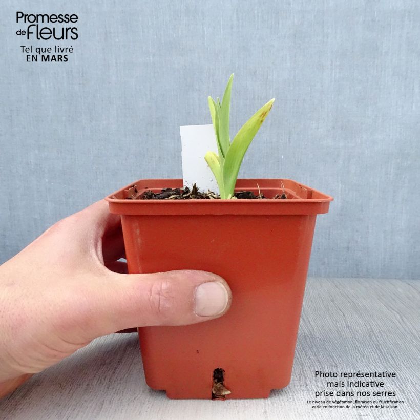 Exemplaar van Hemerocallis Barbara Mitchell - Daglelie Pot van 1 l/1,5 l zoals geleverd in de lente