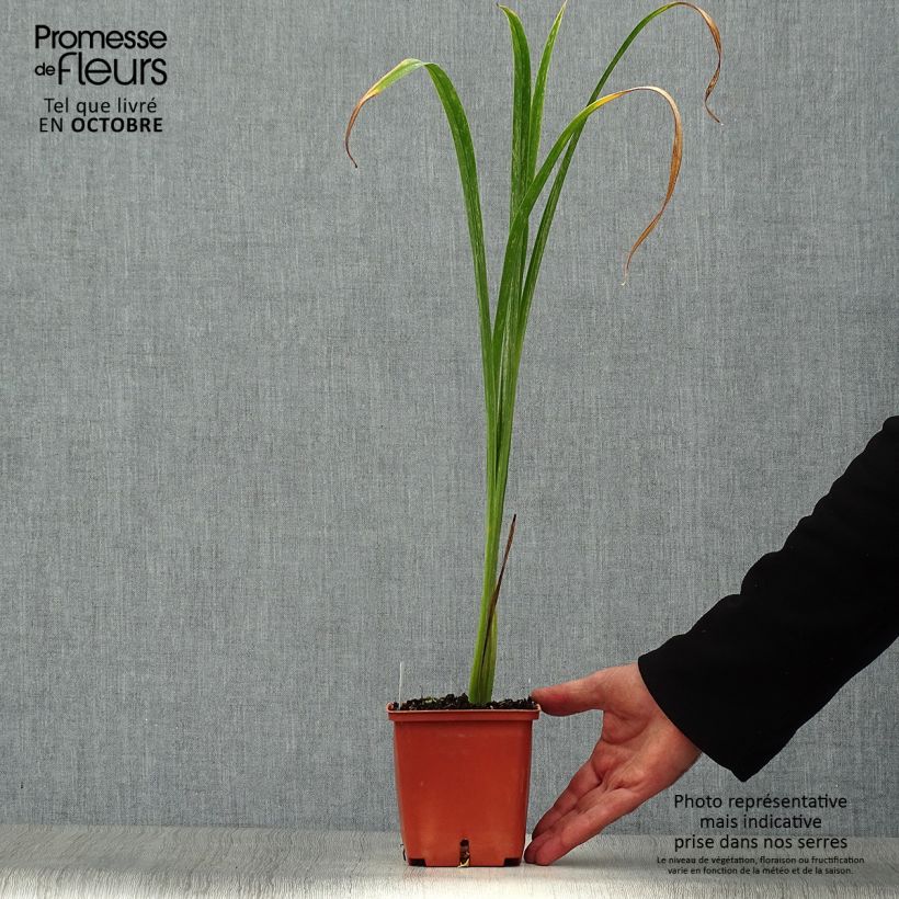 Exemplaar van Hemerocallis Bela Lugosi - Daglelie Pot van 1 l/1,5 l zoals geleverd in de herfst