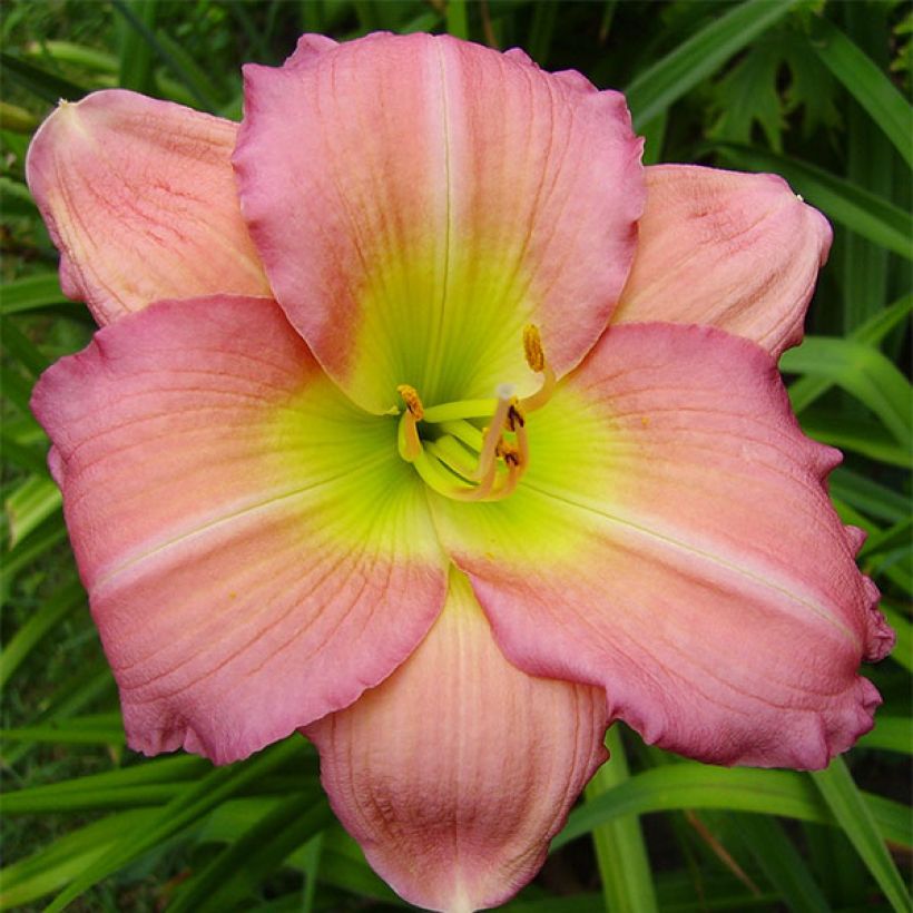 Hemerocallis Ben Norvell - Daglelie (Bloei)