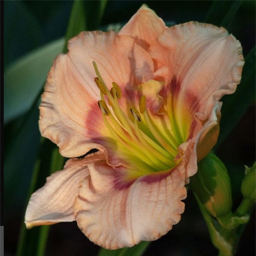 Hemerocallis Bette Davis Eyes - Daglelie (Bloei)