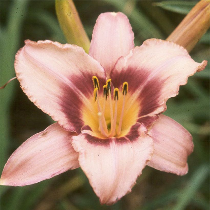 Hemerocallis Bishop Crest - Daglelie (Bloei)