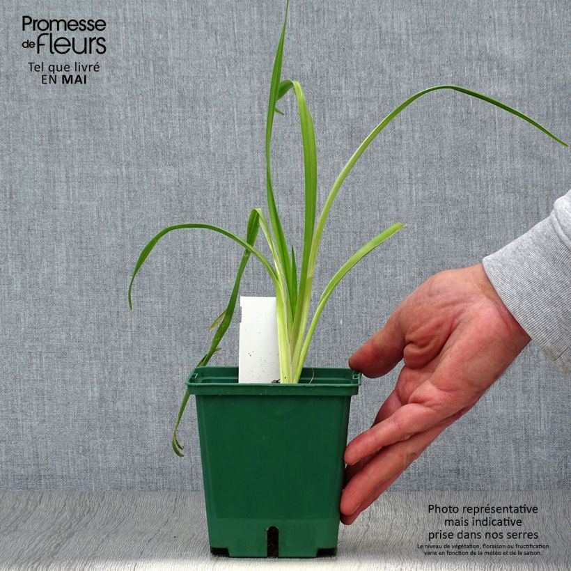 Exemplaar van Hemerocallis Black Eyed Susan - Daglelie Pot van 1 l/1,5 l zoals geleverd in de lente