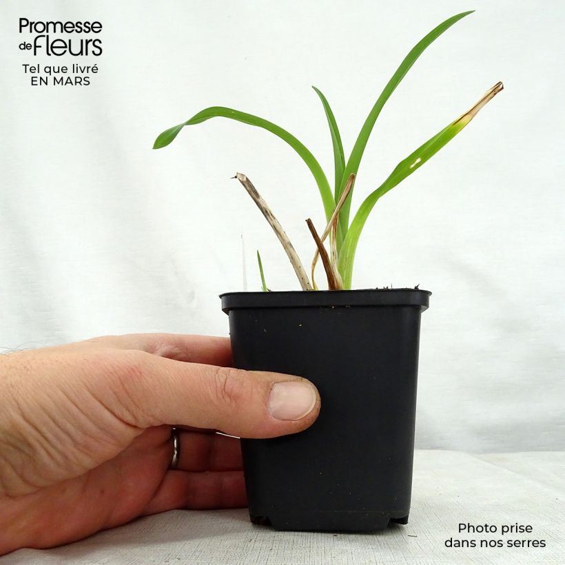 Exemplaar van Hemerocallis Black Prince - Daglelie Kweekpotje van 8/9 cm zoals geleverd in de lente