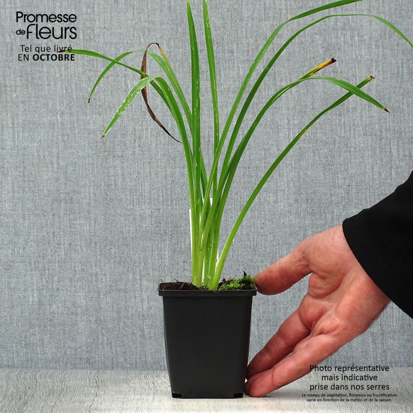 Exemplaar van Hemerocallis Black Prince - Daglelie Kweekpotje van 8/9 cm zoals geleverd in de herfst