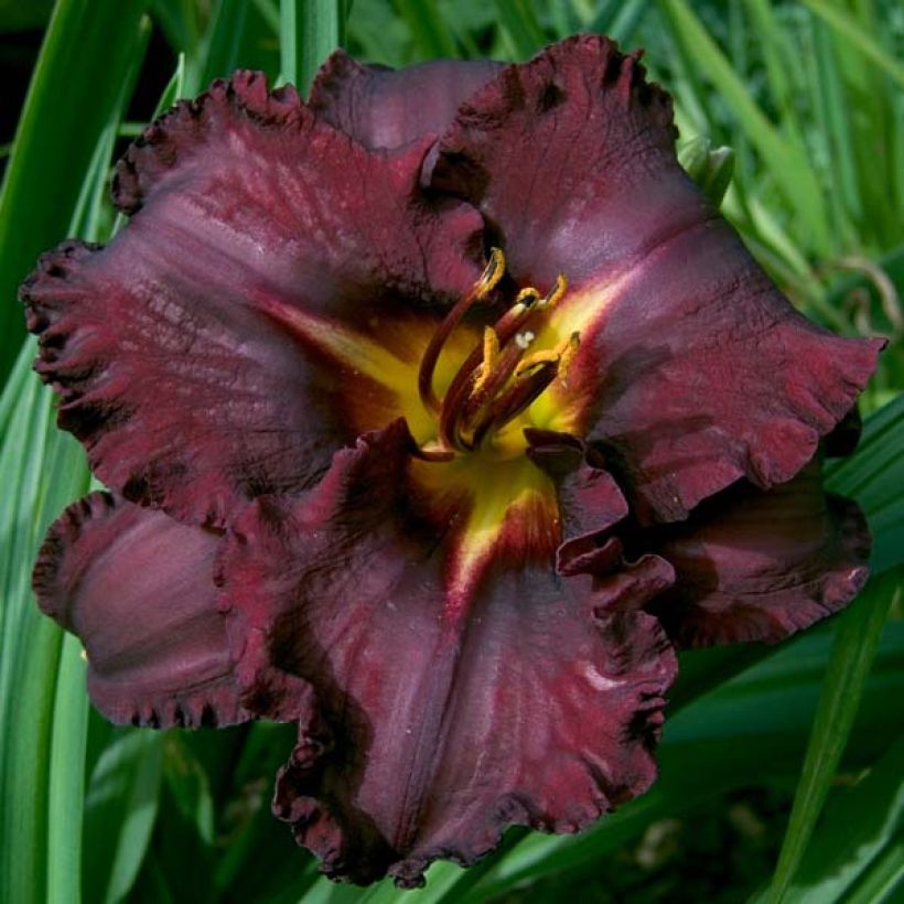 Hemerocallis Black Stockings - Daglelie (Bloei)